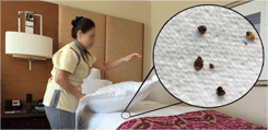 Bed Bugs